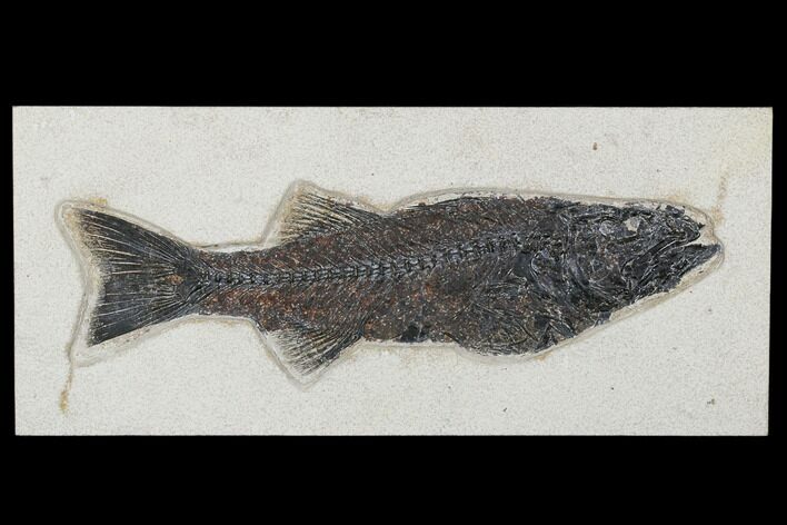 Uncommon Fish Fossil (Mioplosus) - Wyoming #179316